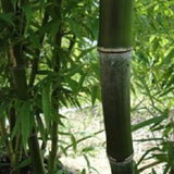Buy Online Dulcis Sweet Shoot Bamboo Plant For Your Home and Garden.