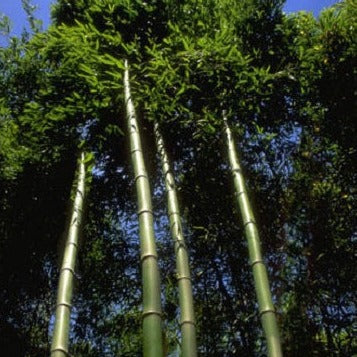 Buy Online Dulcis Sweet Shoot Bamboo Plant For Your Home and Garden.