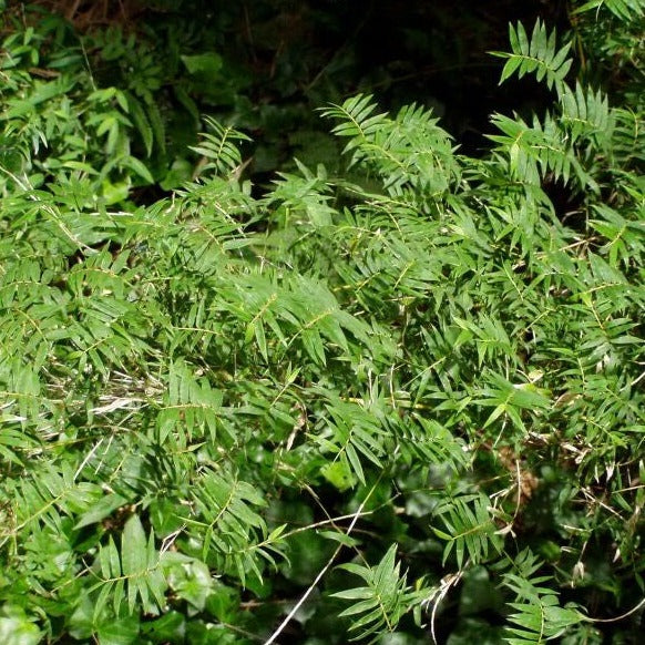 Bambusa Multiplex Fern Leaf Bamboo Plant For Your Garden