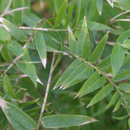 Bambusa Multiplex Fern Leaf Bamboo Plant For Your Garden