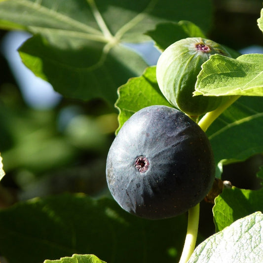 LSU Purple Fig