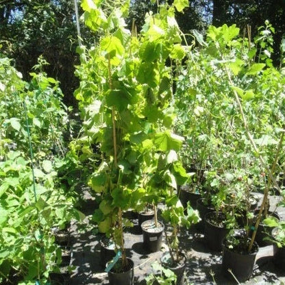 Black Monukka Seedless Grape