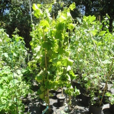 Flame Seedless Grape