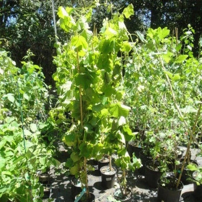 Flame Seedless Grape