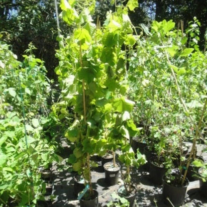 Venus Blue Seedless Grape