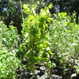 Buy Online Bath Black Grape Plant For Your Home and Garden.