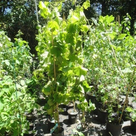 Catawba Red Grape