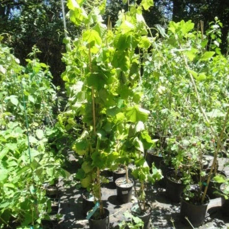 Campbell's Early Purple Grape