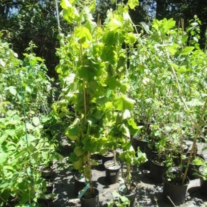 Campbell's Early Purple Grape