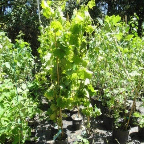 Glenora Black Seedless Grape