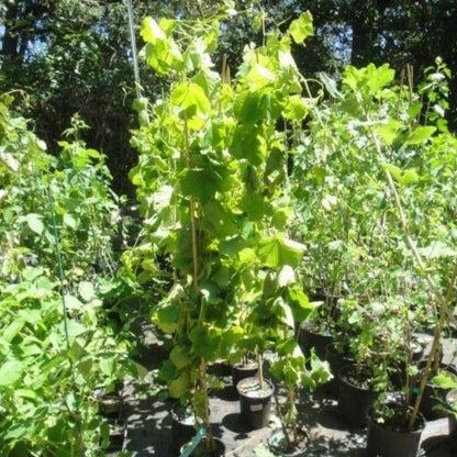 Himrod Seedless Grape