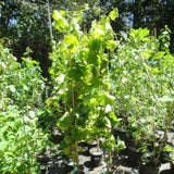 Buy Online Schuyler Black Grape Plant For Your Home and Garden.