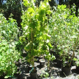 Buy Online Alwood Black Grape Plant For Your Home and Garden.