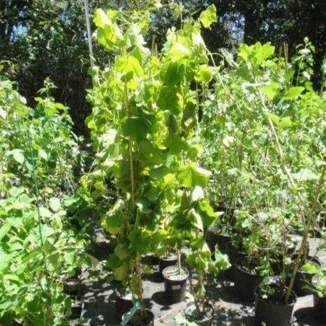 Canadice Seedless Grape