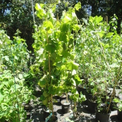 Canadice Seedless Grape