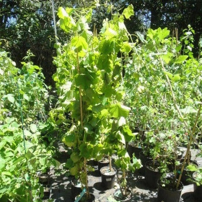 Interlaken Seedless Grape