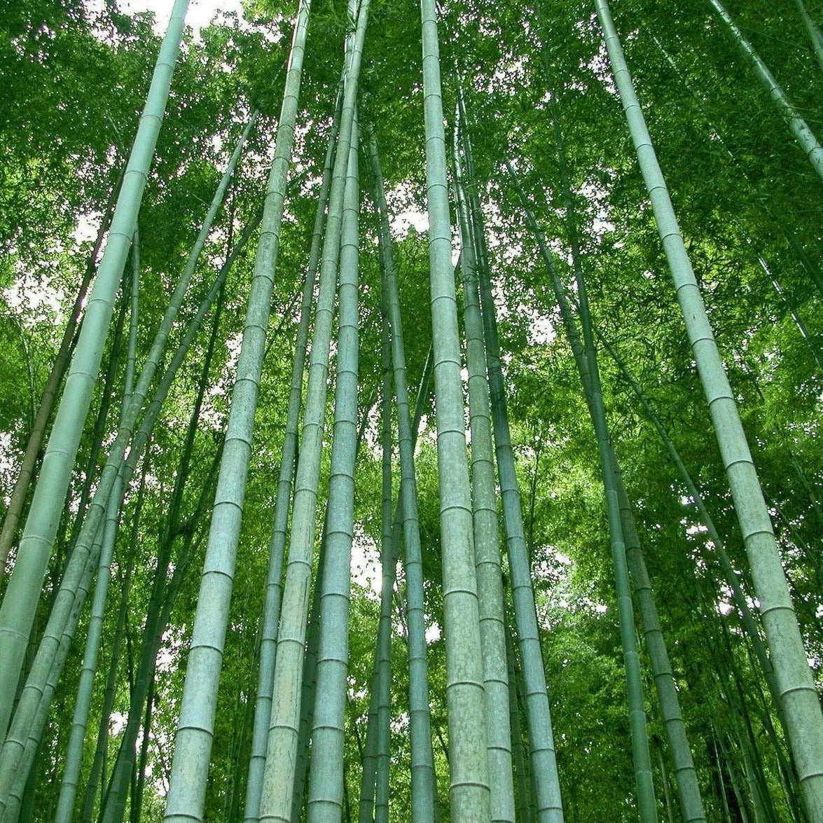Buy Online Phyllostachys Nigra Henon Black Bamboo Plant ForYour Garden