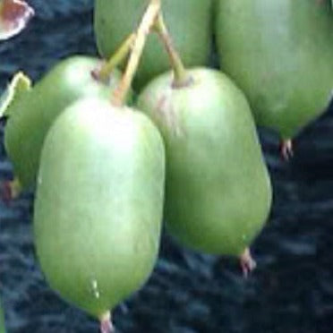 Actinidia arguta Issai, Issai Kiwi.
