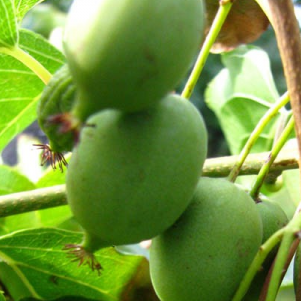 Actinidia arguta Issai, Issai Kiwi.