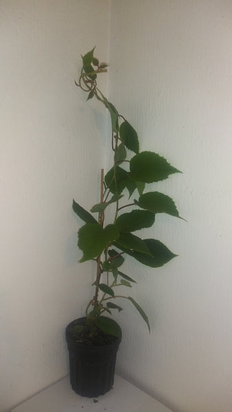 Kiwiplant - Set van 6 - Actinidia deliciosa 'Jenny' - Hoogte 20-40cm - ⌀9cm - Plant in a Box Kiwiplant - Set van 6 - Actinidia deliciosa 'Jenny' - Hoogte 20-40cm - ⌀9cm - Plant in a Box