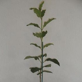 Starter Size Korean Lilac Bush Syringa Villosa Fragrant Purple Flowers