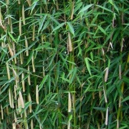 Buy Online Fargesia Nitida Clumping Bmbaoo Plant For Your Home &Garden