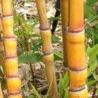 Phyllostachys Aurea 'Koi' Bamboo