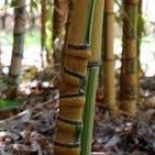 Phyllostachys Aurea 'Koi' Bamboo