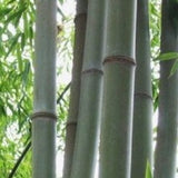 Buy Online Phyllostachys Nigra Henon Black Bamboo Plant ForYour Garden