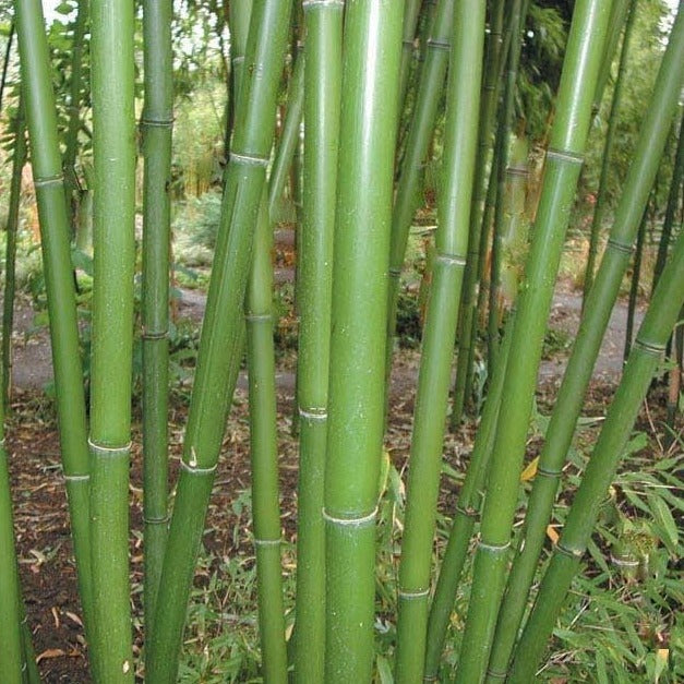 Buy Online Phyllostachys Rubromarginata Bamboo Plant For Your Garden.