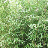 Buy Online Fargesia Robusta Clumping Bamboo Plants For Your Garden. 