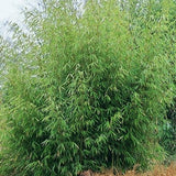 Buy Online Fargesia Robusta Clumping Bamboo Plants For Your Garden. 