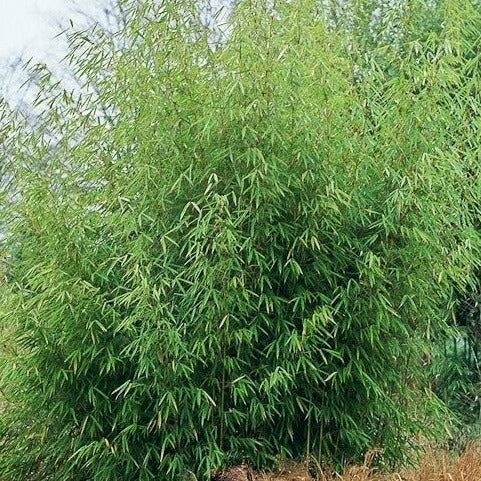 Installatie schoolbord Diagnostiseren Buy Online Fargesia Robusta Clumping Bamboo Plants For Your Garden. – Maya  Gardens, Inc.