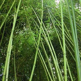 Phyllostachys Rubromarginata Bamboo Plant For Your Garden.