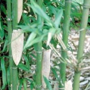 Buy Online Semiarundinaria Fastuosa Bamboo Plant For Home and Garden.