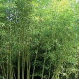 Buy Online Semiarundinaria Fastuosa Bamboo Plant For Home and Garden.