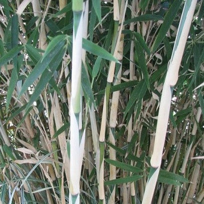 Thamnocalamus Tessellatus Bamboo