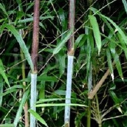 Yushania Maculata Bamboo Plant For Your Garden