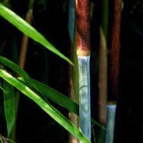 Yushania Maculata Bamboo Plant For Your Garden