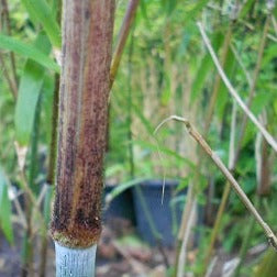 Yushania Maculata Bamboo Plant For Your Garden